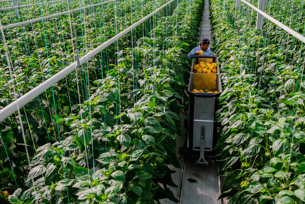 High shot of man picking yellow peppers