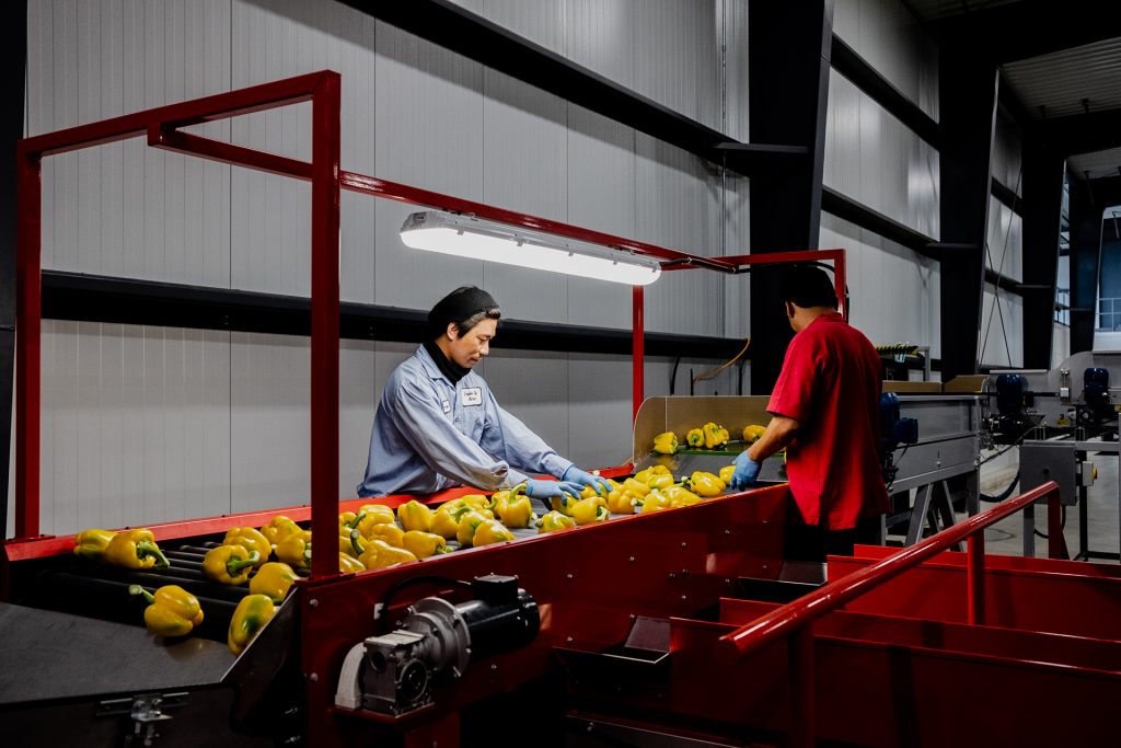 A worker sorts for prime choice peppers